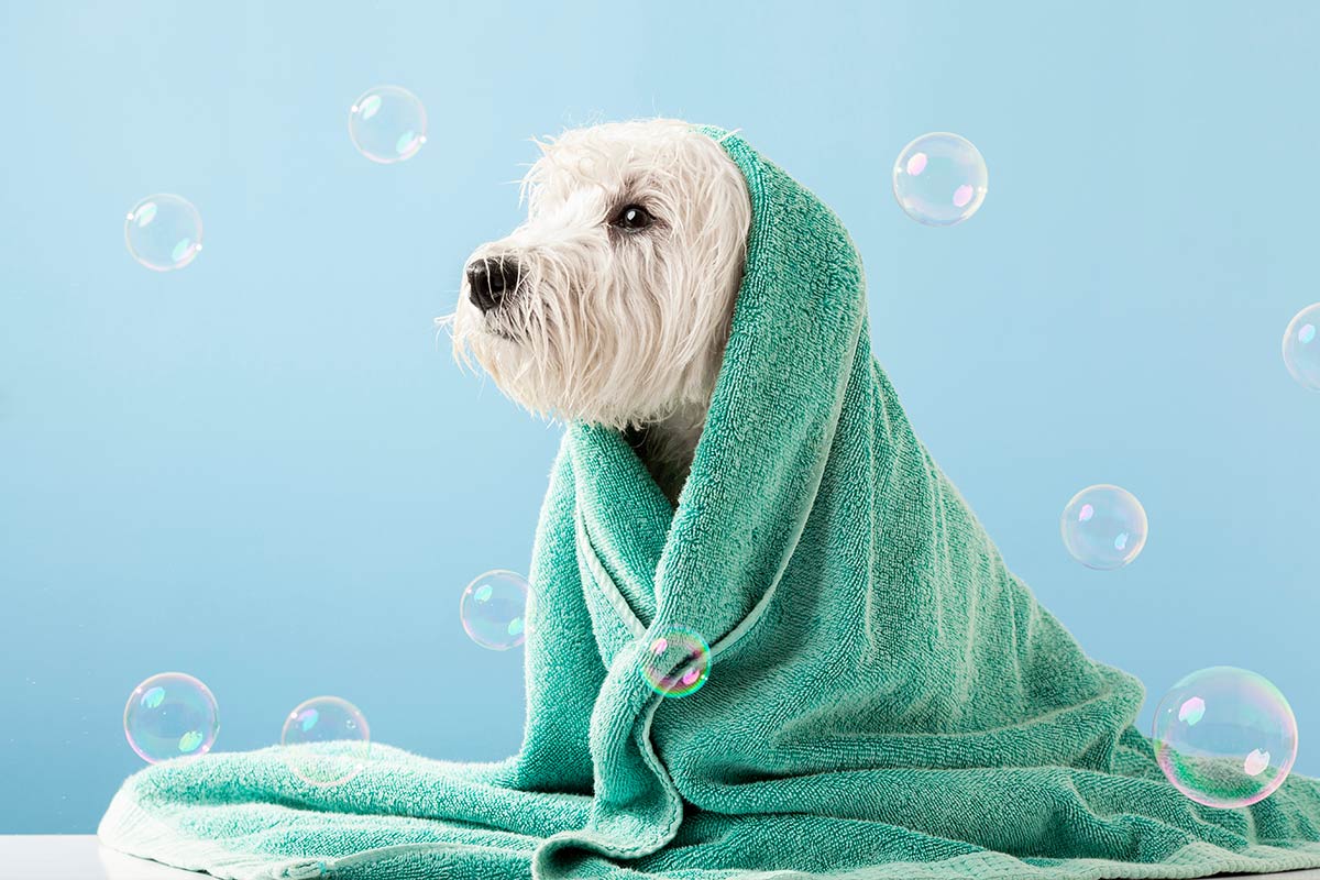 How to wash your dog and cat Martini's Guide Martini Spa